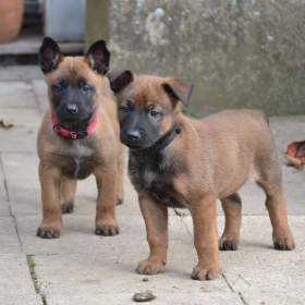 Foto inzerátu Belgický ovčák malinois s PP