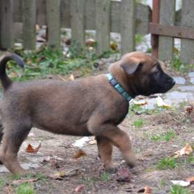 Foto inzerátu Belgický ovčák malinois s PP