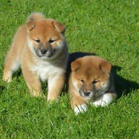 Foto inzerátu Shiba inu 