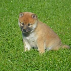 Foto inzerátu Shiba inu 