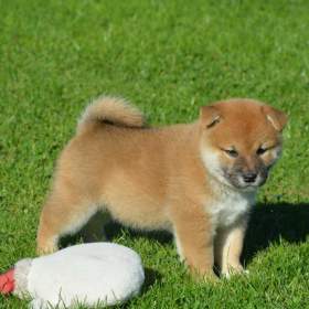 Foto inzerátu Shiba inu 