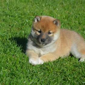 Foto inzerátu Shiba inu 