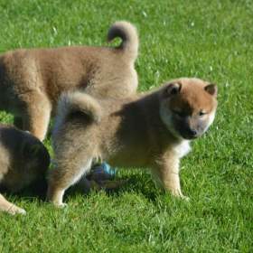 Foto inzerátu Shiba inu 
