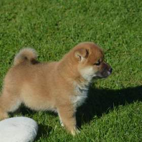 Foto inzerátu Shiba inu 