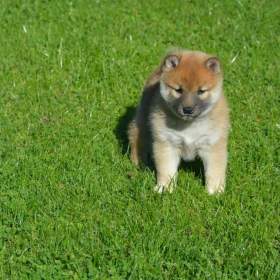 Foto inzerátu Shiba inu 