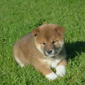 Foto inzerátu Shiba inu 