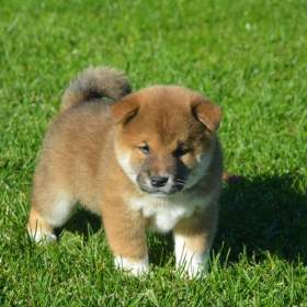 Foto inzerátu Shiba inu 