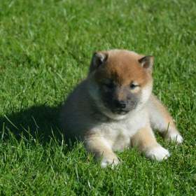 Foto inzerátu Shiba inu 