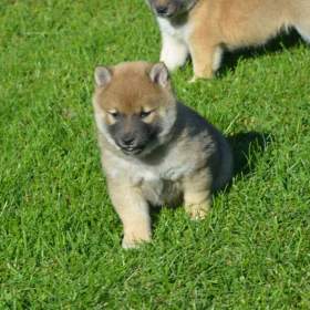 Foto inzerátu Shiba inu 