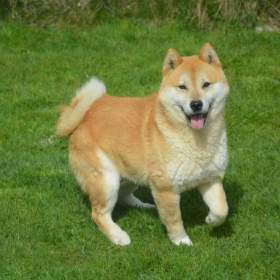Foto inzerátu Shiba inu 