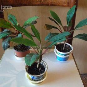 Fotka k inzerátu Menší pokojové květiny / 19390385