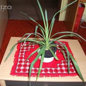Fotka k inzerátu Malé palmičky yucca = juka / 9695388