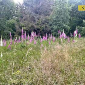 Foto inzerátu Prodej, Louky, rybníky, 6262 m2