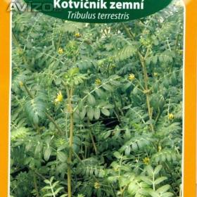 Kotvičník zemní (semena) www. rostliny- prozdravi. cz / 12721592