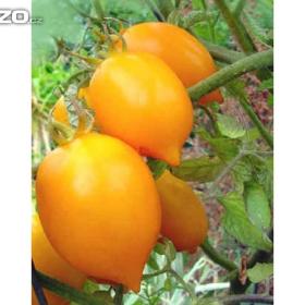 Rajče tyčkové, Citrina (semena) www. rostliny- prozdravi. cz / 14533157