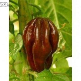 CHilli paprička -  Habanero CHocolate /www. levna- semena. cz / 15405584