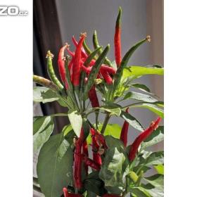 Chilli paprička, Yucatan (semena) www. levna- semena. cz / 15405613