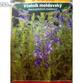 Fotka k inzerátu Včelník moldavský, Turecká meduňka /www. rostliny- prozdravi. cz / 15447863
