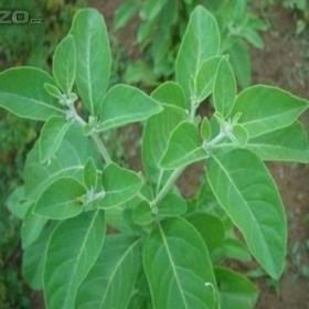 Vitánie snodárná (semena) ww. rostliny- prozdravi. cz / 15447871