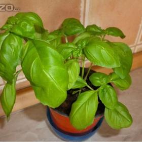 Bazalka sušená - 100g /www. rostliny- prozdravi. cz / 15490937