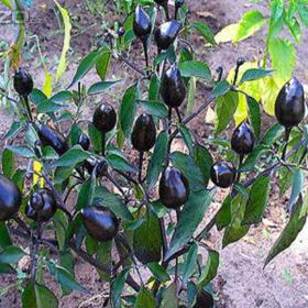 CHilli paprička -  Royal black (semena) www. rostliny- prozdravi. cz / 15559308
