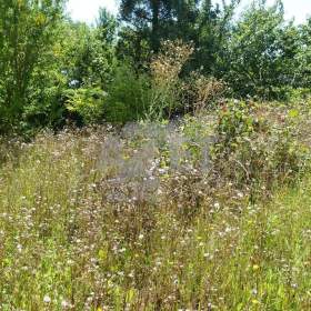 Foto inzerátu Prodej rodinného domu, 5+1, 696 m2, Obědné