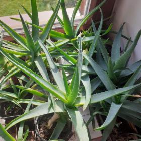 Foto inzerátu PRAVÉ LÉČIVÉ ALOE VERA - tříleté i s recepty-DO KONCE LISTOPADU  BALÍKOVNA ZA 50,- Kč