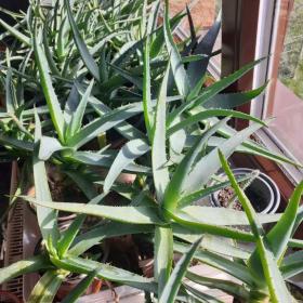 PRAVÉ LÉČIVÉ ALOE VERA -  tříleté i s recepty- DO KONCE LISTOPADU BALÍKOVNA ZA 50,-  Kč / 9592109