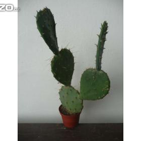 Fotka k inzerátu Mrazuvzdorné Opuncie, více rodů a druhů / 16967795