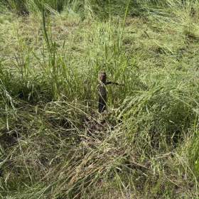 Foto inzerátu Prodej pozemky pro bydlení, 1 227 m2 - Brantice