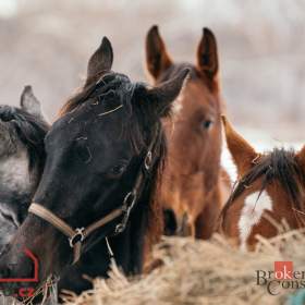Foto inzerátu Prodej specifické nemovitosti 2 093 m², Nučice