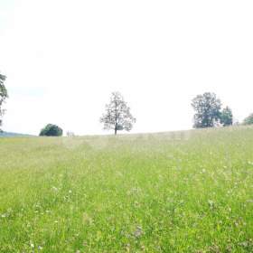 Fotka k inzerátu Prodej pozemku (2000m2) pro výstavbu rodinného domu poblíž Českého ráje / 19451058