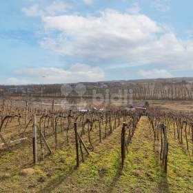 Foto inzerátu Prodej zavedeného vinného sklepa s vinohradem v Mutěnicích u Hodonína