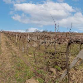 Foto inzerátu Prodej zavedeného vinného sklepa s vinohradem v Mutěnicích u Hodonína