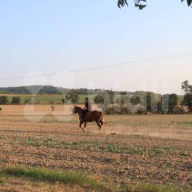 Foto inzerátu Pozemek Bělkovice-Lašťany 3030 m2