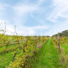 Foto inzerátu Prodej vinařství, včetně technologií, zásob a vinic, Nová Ves u Pohořelic