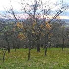 Foto inzerátu Prodej zahrady 3 492 m2 - Přílepy u Holešova-Vinohrádky