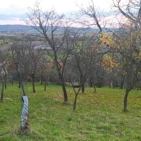 Foto inzerátu Prodej zahrady 3 492 m2 - Přílepy u Holešova-Vinohrádky