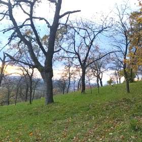 Foto inzerátu Prodej zahrady 3 492 m2 - Přílepy u Holešova-Vinohrádky