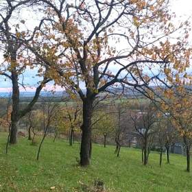 Foto inzerátu Prodej zahrady 3 492 m2 - Přílepy u Holešova-Vinohrádky