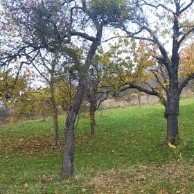 Foto inzerátu Prodej zahrady 3 492 m2 - Přílepy u Holešova-Vinohrádky