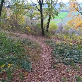 Foto inzerátu Prodej zahrady 3 492 m2 - Přílepy u Holešova-Vinohrádky