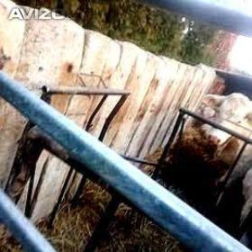 Foto inzerátu Peníze za beton šetří pražce betonové