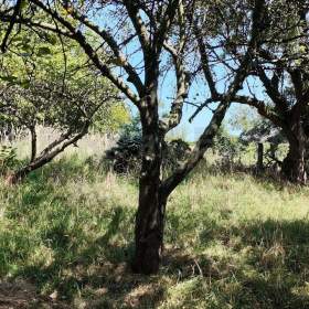 Foto inzerátu Prodej pozemku, stavební – bydlení, 1 607 m2, Koblov, okr. Ostrava