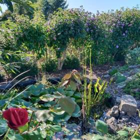 Foto inzerátu Prodej zavedené zahrady o celkové výměře 544m2 v obci Vlčice okr. Plzeň -jih