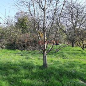 Stavební pozemek 1062 m2 Bravantice, IS do 10 od hranice pozemku / 19940414