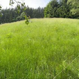 Foto inzerátu Prodej lesa 2 393 m², Staré Hamry