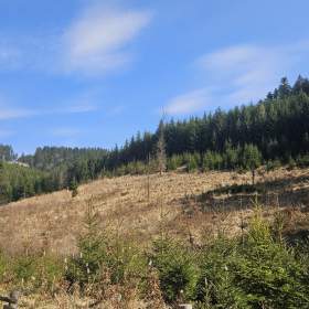 Prodej lesa, 58 310 m², Jasenná / 19865265