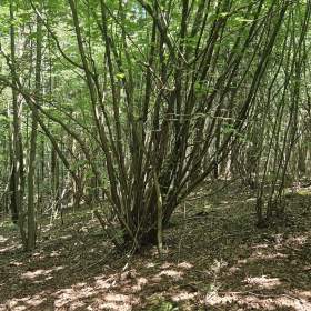 Foto inzerátu Prodej lesa, 14596 m2, Valašská Polanka